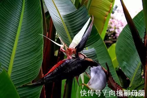 马萨德|神奇!这个开花树居然可以长成这样震撼世人!真是太美了