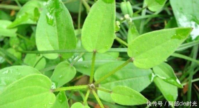 流血|农村这野草摸一下就流血，但价值很珍贵，人称“血见愁”，见过没