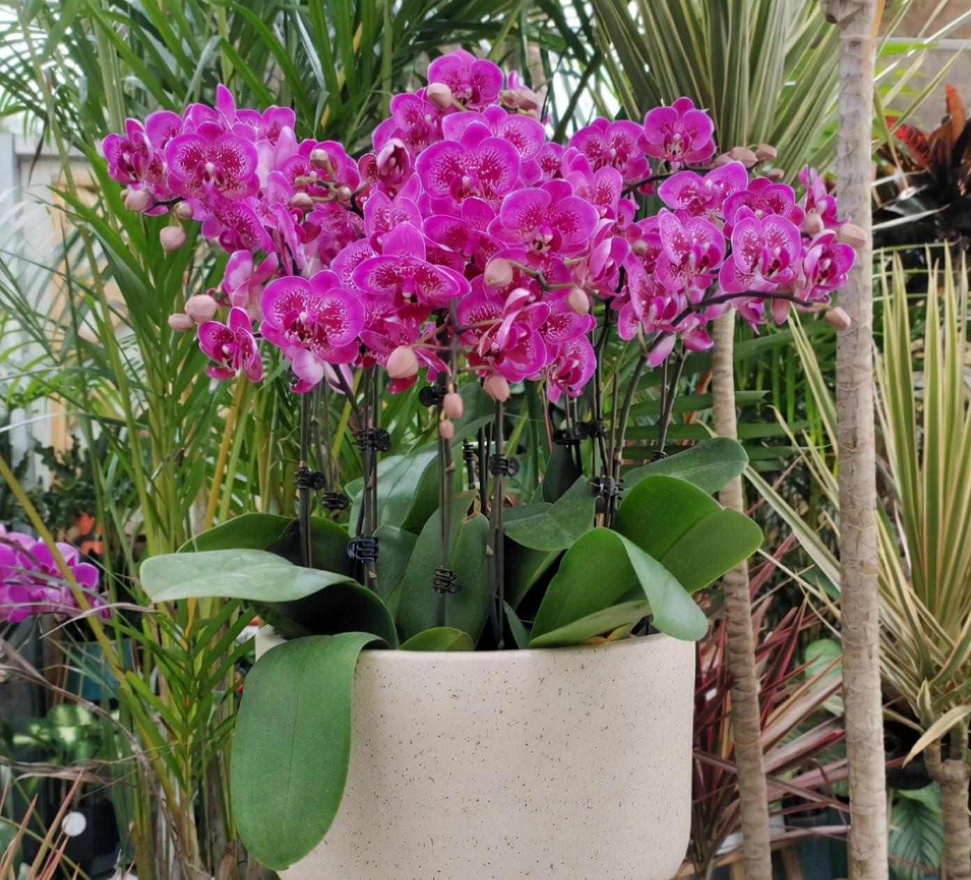 养蝴蝶兰,花谢后按这要求操作,开花就不是“一次性的”