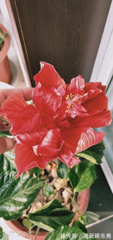 “3种花”有争议,有人说它不吉利,有人说它好寓意,你觉得呢?