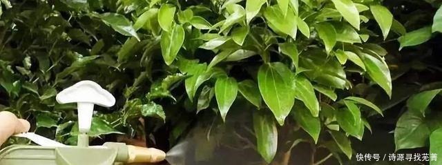 养花给花卉喂点土豆,比花肥还好用,让花卉蹭蹭长!