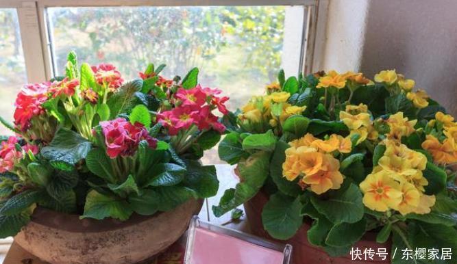 封闭|封闭阳台养5种花，不容易黄叶落叶，开花还很漂亮