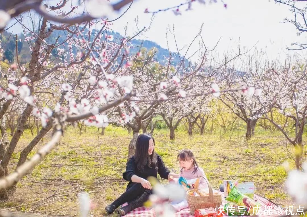 龙泉山第一波春花，来赏