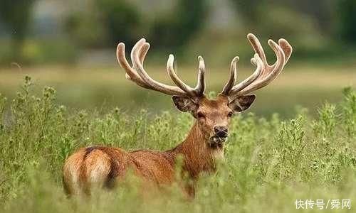 更上一层楼|凭第一眼的感觉,哪棵树最入你眼测未来你的孩子会不会有出息