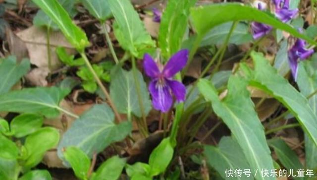 野菜没用处?这种“野草”或可治疗“蛇毒”,建议:别傻傻扔掉