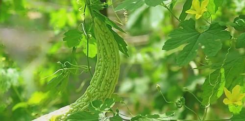 一旦得了高血压,坚持每天吃点“它”,稳定血压,身体更健康