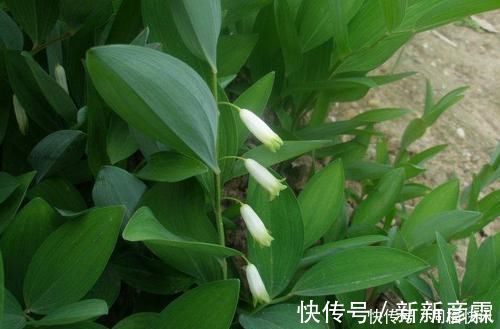 养生茶|它被当做待客的“上等珍品”,唐代皇帝为了得到它,曾御驾亲征