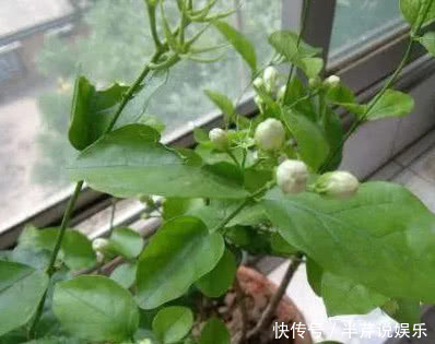 养栀子花、茉莉花这点最关键,不黄叶掉叶,开花多又香,爆满盆!