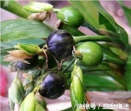 珠子|农家房前屋后一种驯化有近万年历史的野草, 却是农村女孩子的最爱