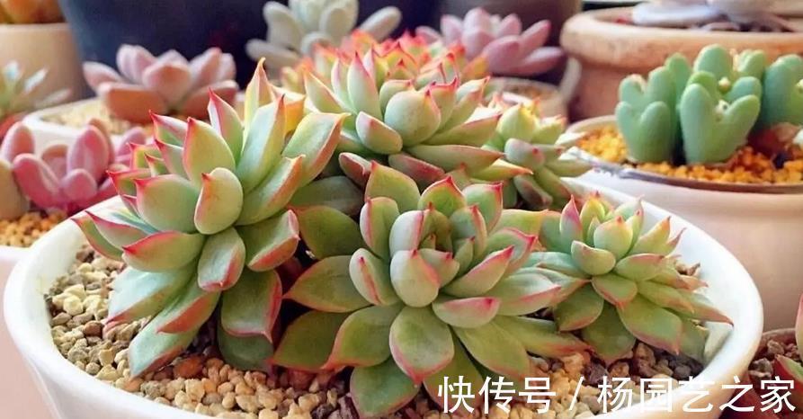 鹿角海棠|普货多肉不普通，选这3样盆栽成老桩，比贵货还受人欢迎