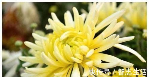 气血不足|女人气血不足,推荐吃的食物,排毒通便,预防衰老,肌肤年轻红润