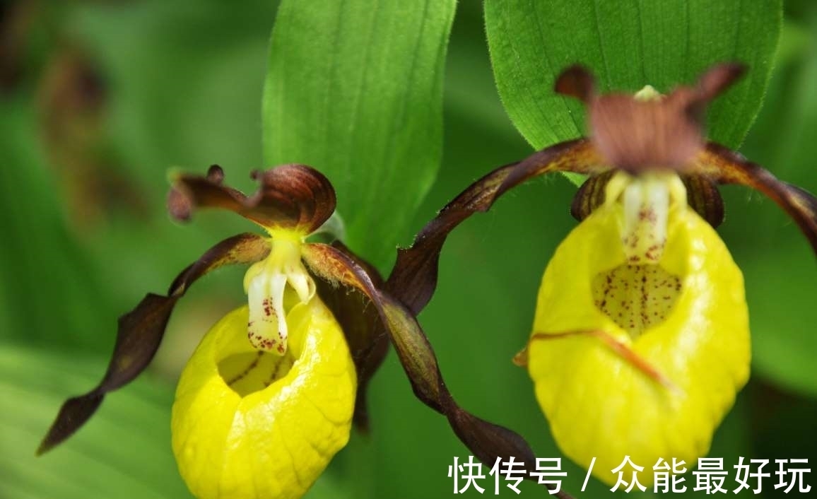 学名|旅行看世界:地球上最稀有的9种花,它们生长在哪儿,您见过吗?