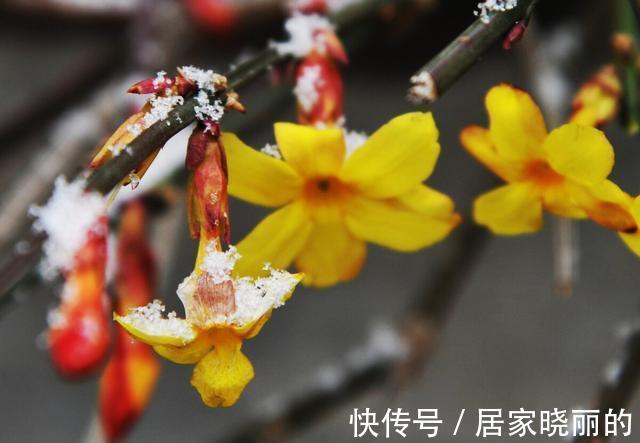 天气变冷,14种花别急着搬到室内,否则不开花或者开花少