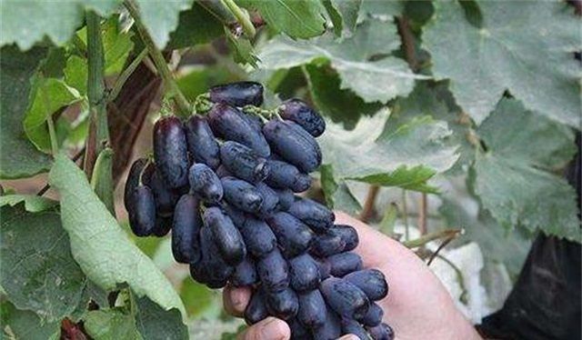 盆栽|6种阳台水果盆栽,再忙也要养一盆,沾土就活,果实甜如蜜