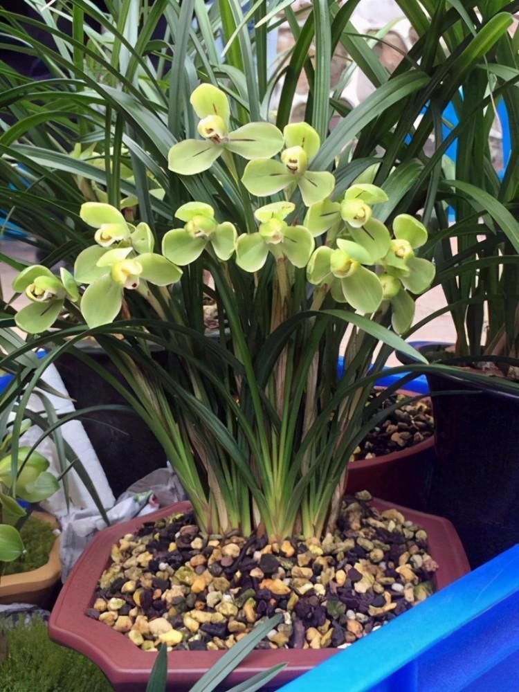 兰花|养兰花要定时换盆,脱盆、修剪、上盆及养护,每步都有注意事项