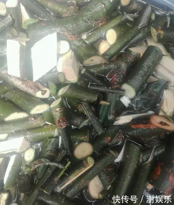 水杨酸|杜鹃茶花插不活,枝条在泥巴里打个滚,大白根呼呼长,新芽猛冒!