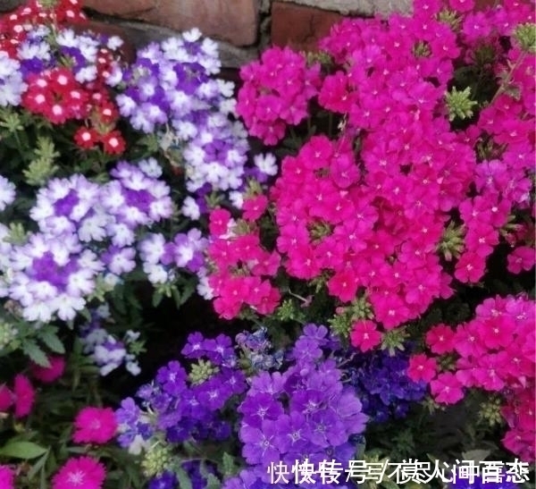 铺地|路边看见1种花,扯根枝条带回家,遇水就生根,盆栽特漂亮