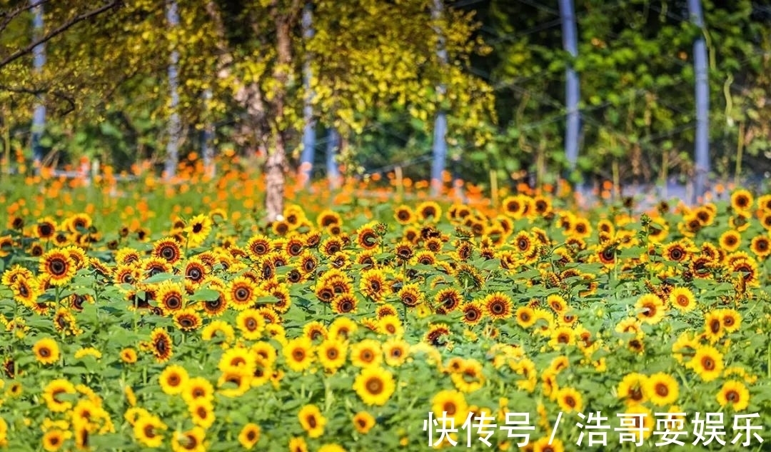 花海|今秋的向日葵花海迎来最佳观赏期，还有公园免费送花