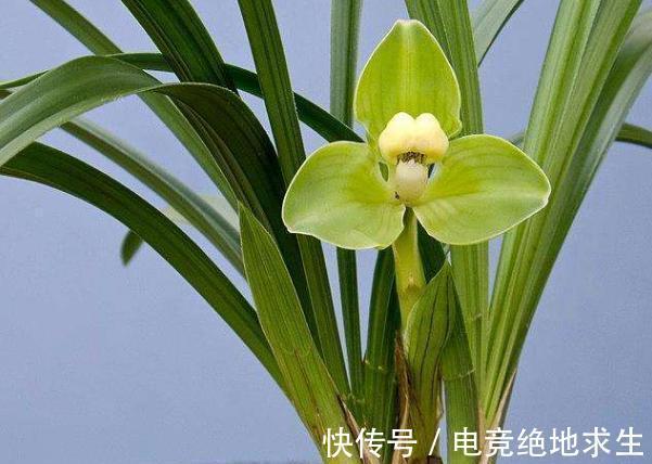 兰花服盆的时间是几天,服盆期间,该如何浇水