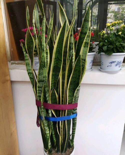 花卉|2种绿植花,是“净化之王”,室内养2盆,什么甲醛都没了