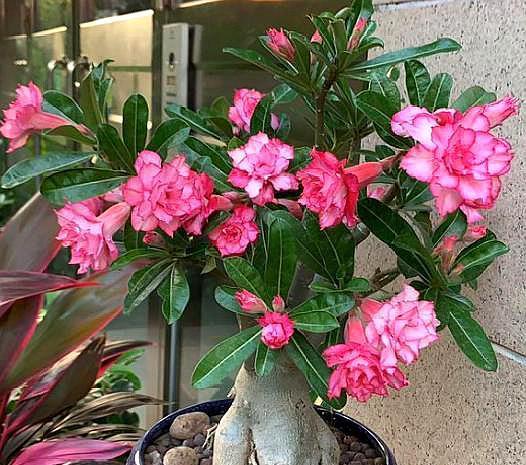 沙漠玫瑰换盆,做好3个“必须”,快速恢复不烂根,年年开花爆盆