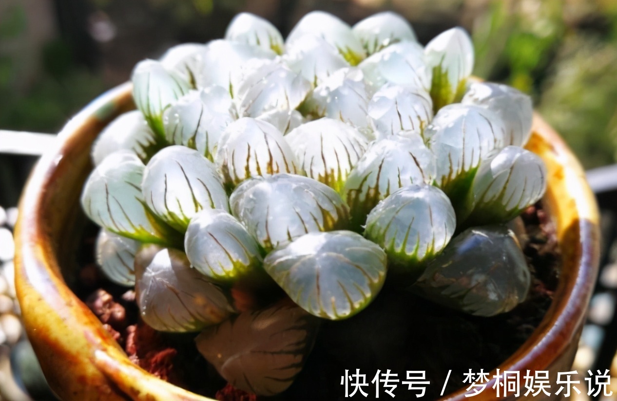 老花匠|养多肉不知道如何浇水？老花匠在此分享妙招，告诉你其实并不难