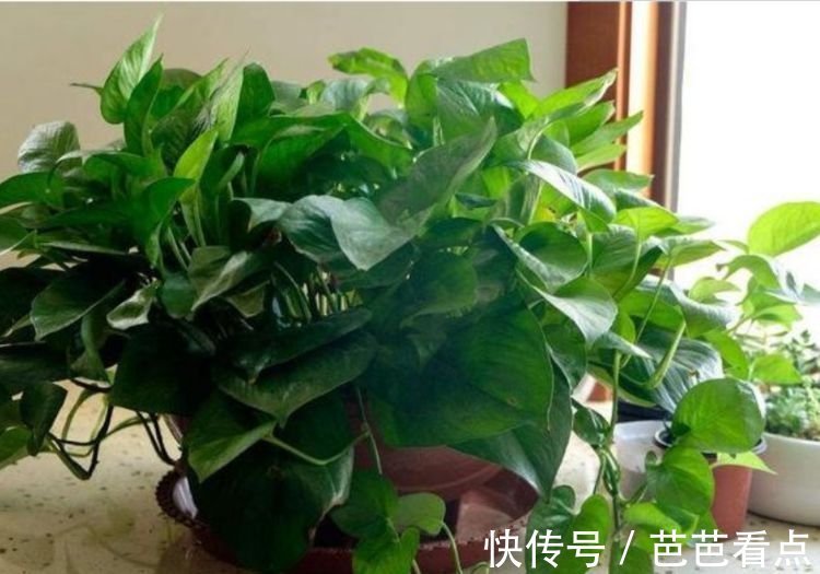 耐旱|4种花很耐养,沾土就能活,招财又开运,你养了吗