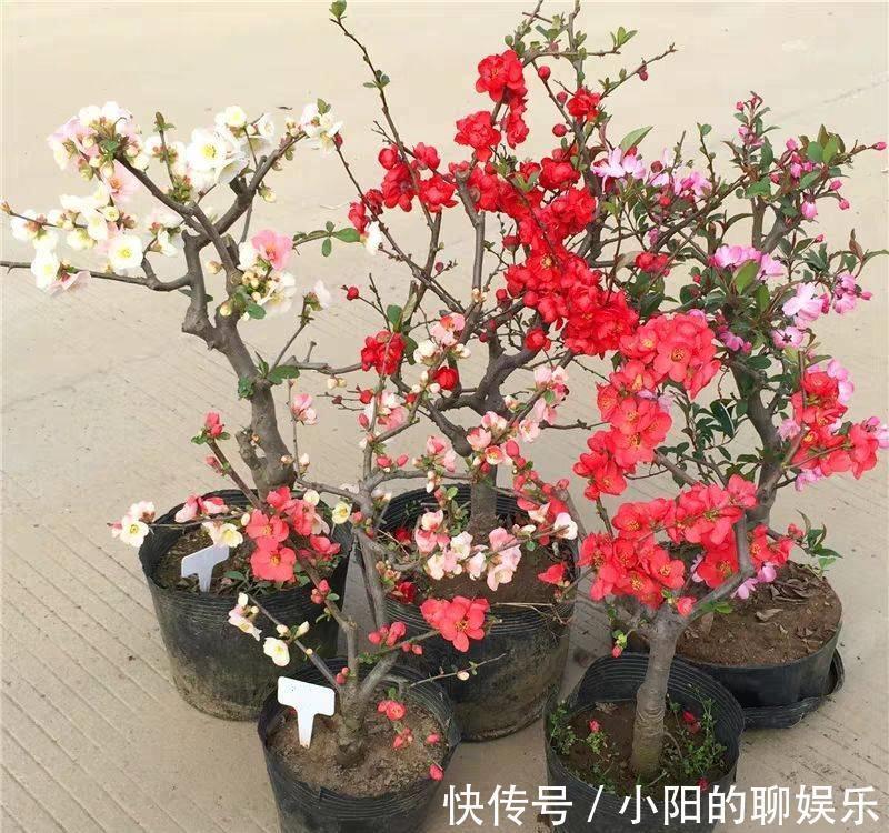 “寿命长”的11种花,好养寓意好,越养越值钱