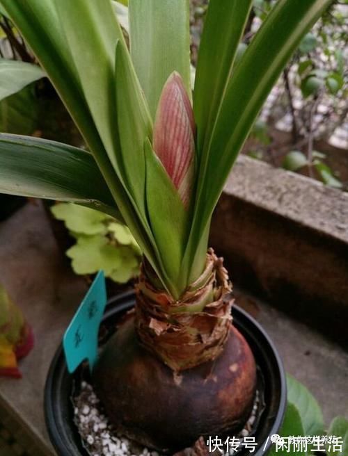 君子兰风信子夹箭不开花，简单1招，把花拽出来！