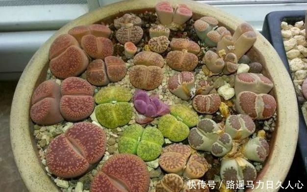 养多肉,该怎么合理运用补光灯,你知道正确方法吗?