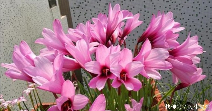 微量元素|它是天然的养花肥,到处都有,盆里放一点,像打了激素蹭蹭长