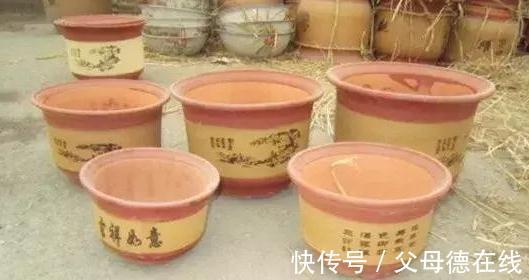 北方养兰花很困难，学会5点小妙招，叶翠绿长势好开花艳