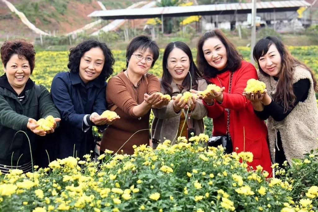  蔚然花海|送你一片初冬花海！