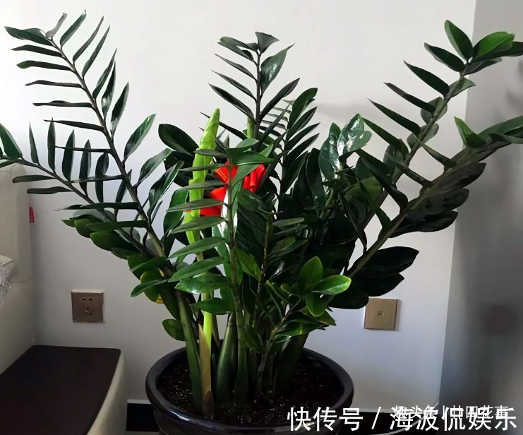 9种花，12月要“控水、断肥”，不注意烂根黄叶，活不到开春