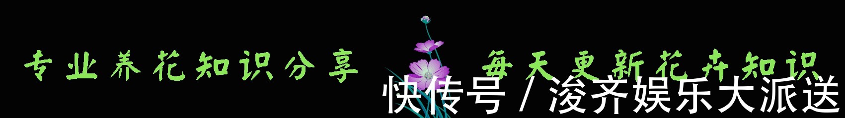 长寿花|新手养长寿花，做好3个小技巧，花苞猛长不停，养一盆爆一盆