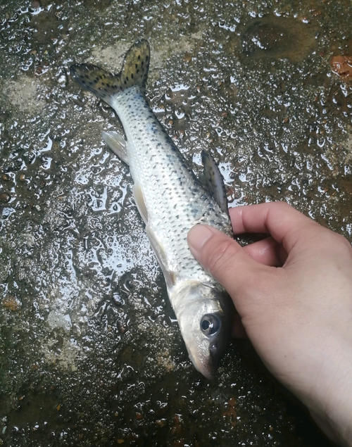 广东清远钓鱼人，水库大坝下钓起许多“老鼠鱼”来，这是什么鱼？