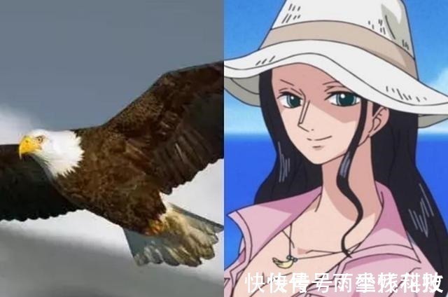 动漫|角色的动物“原型”,“猴路飞”没争议,动物版“娜美”最可爱