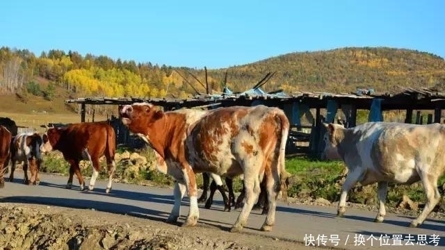 木头|中俄边境藏了个香格里拉，全村只有7户人家，想去那里溜达吗？