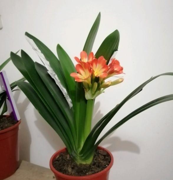 给君子兰换盆,选个靠谱的“时间段”,不烂根服盆快,蹭蹭冒新叶