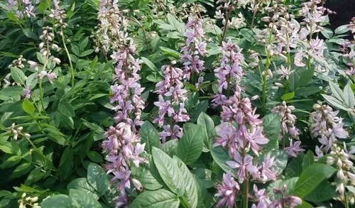 瘙痒|皮肤瘙痒难忍,中医上的一个方子,只需2味药,就能从根治愈