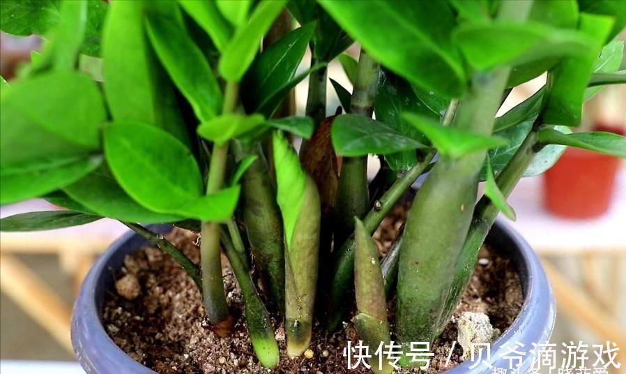 适合客厅养的“6种花”,一个比一个好养,一个比一个好看