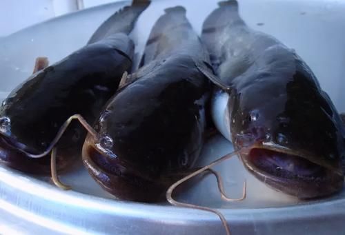 鱼类|吃鱼对身体有害？提醒：这4种鱼尽量少吃，或会加重身体负担