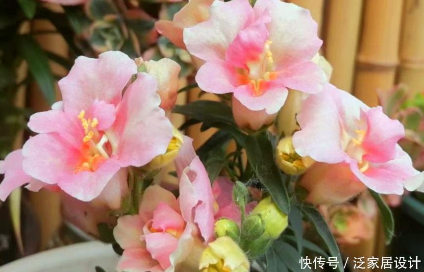 兰中皇后|养花就养4种花，家里养一盆，开花漂亮花期长，一开就是200天