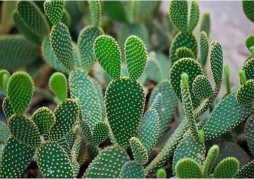 这几点记住了！仙人掌长出高海拔，又壮又肥像打了鸡血