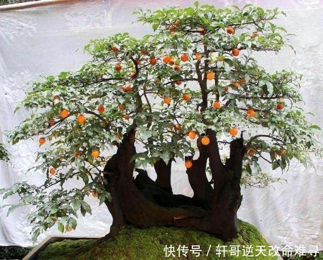 家中这2种树“很值钱”,个个带“金玉”,气势旺盛,富人都爱养!