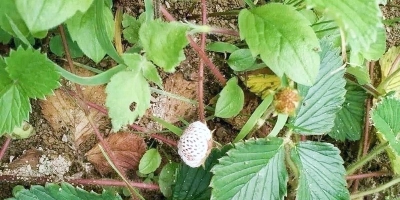 果肉|常误认含毒不能吃,却香甜如蜜,一斤卖30元,可惜农村少见