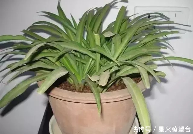 养花盆土板结,一点这玩意扔盆里,盆土肥沃透气,花长得可快了