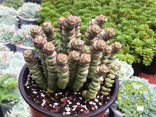 钱景天|5种不怕热的多肉植物,夏天虐着养,新手也能养爆盆