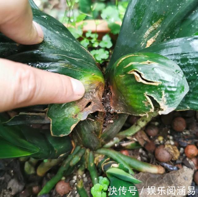 夏天|10种不能淋雨的花，淋完雨就死，盆栽养花注意事项