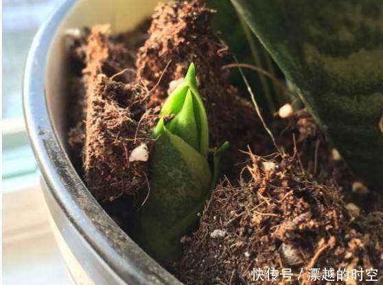 莳养“治污能手”虎尾兰,只要掌握这几个要点,还能开花结果呢!